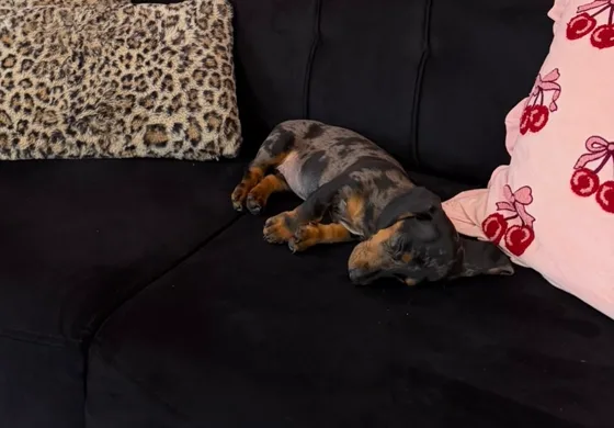 Der Studiohund schläft auf der Studiocouch zwischen den Kissen
